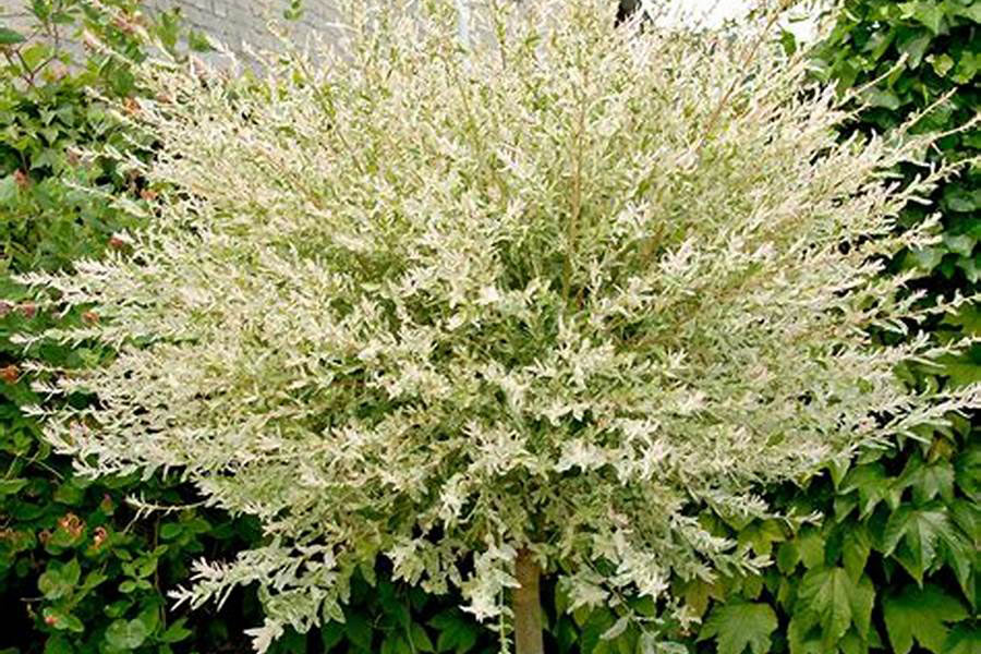 Salix Harkuro Niskihi
