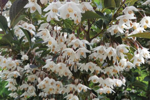 Styrax Evening Light