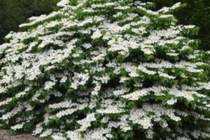 Viburnum Mariesii