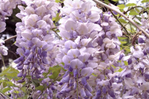 Wisteria Aunt Dee