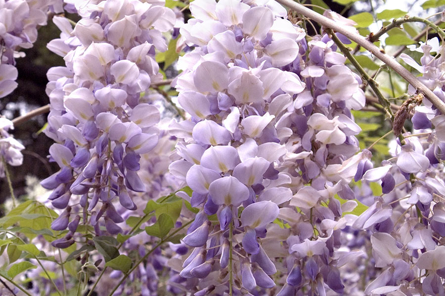 Wisteria Aunt Dee