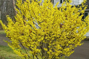 Hamamelis Virgtiniana Witch Hazel